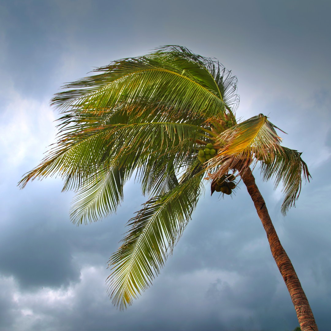 Top Unusual Occurrences During Hurricane Season 2020...So Far
